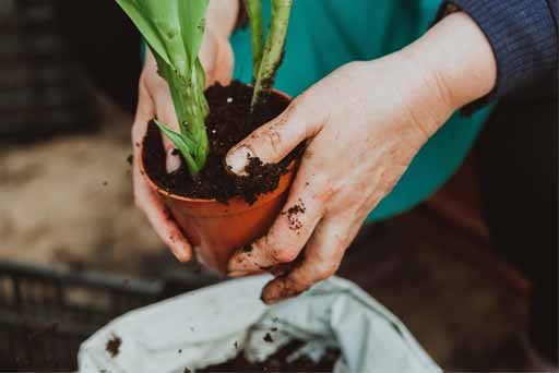 Fertilizante para Plantas