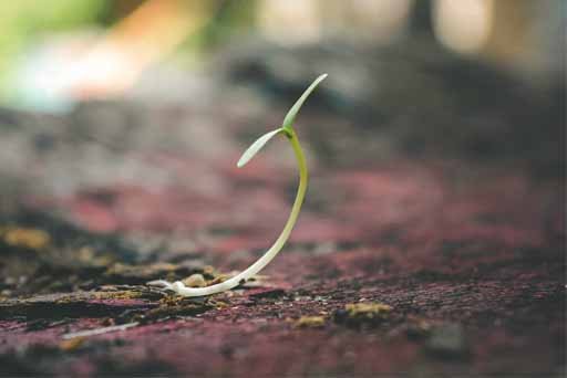 Mejorar la Germinación de Semillas