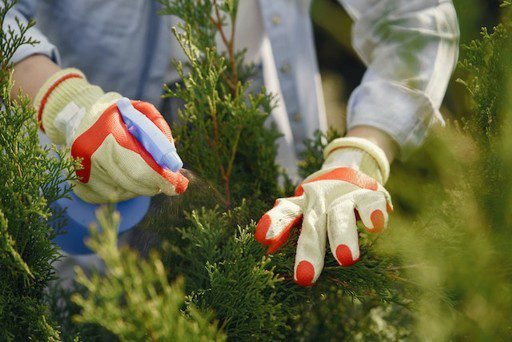 Spray de Aceite de Neem para Plantas