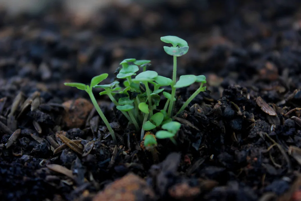 Tipos de Suelo para Jardín