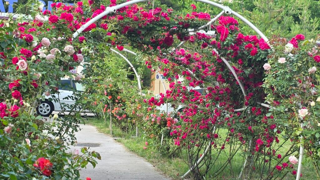 Arcos y pérgolas de jardín para plantas trepadoras