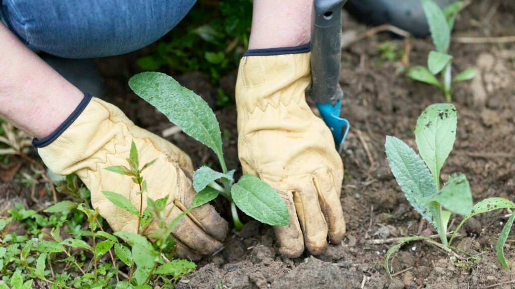 Guantes de jardinería: qué tipo elegir según la tarea