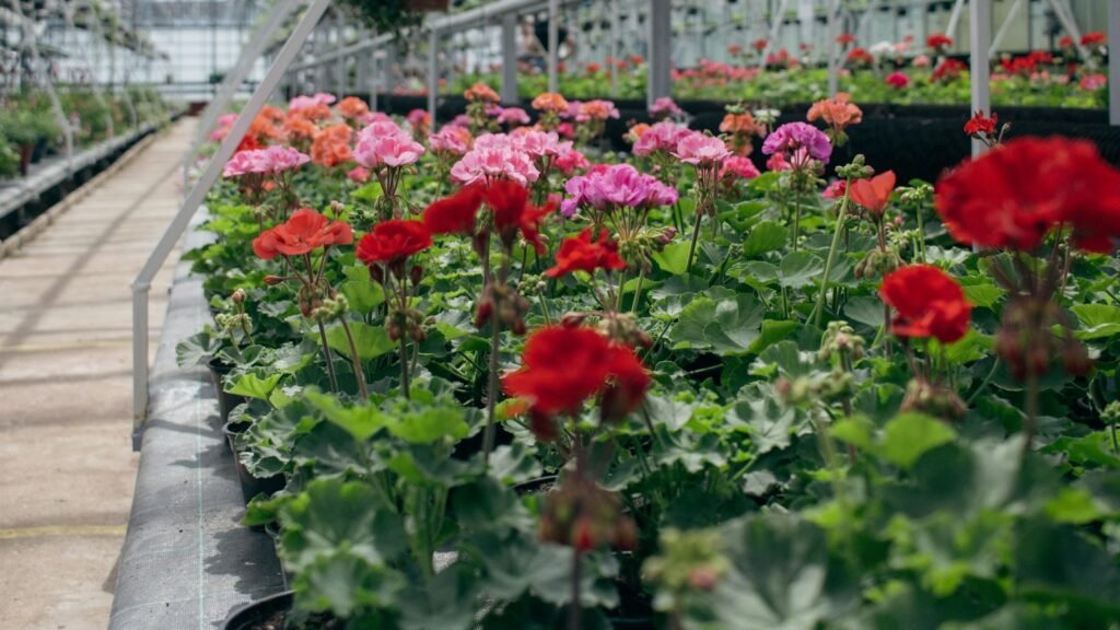 Invernaderos de jardín: tipos y qué elegir