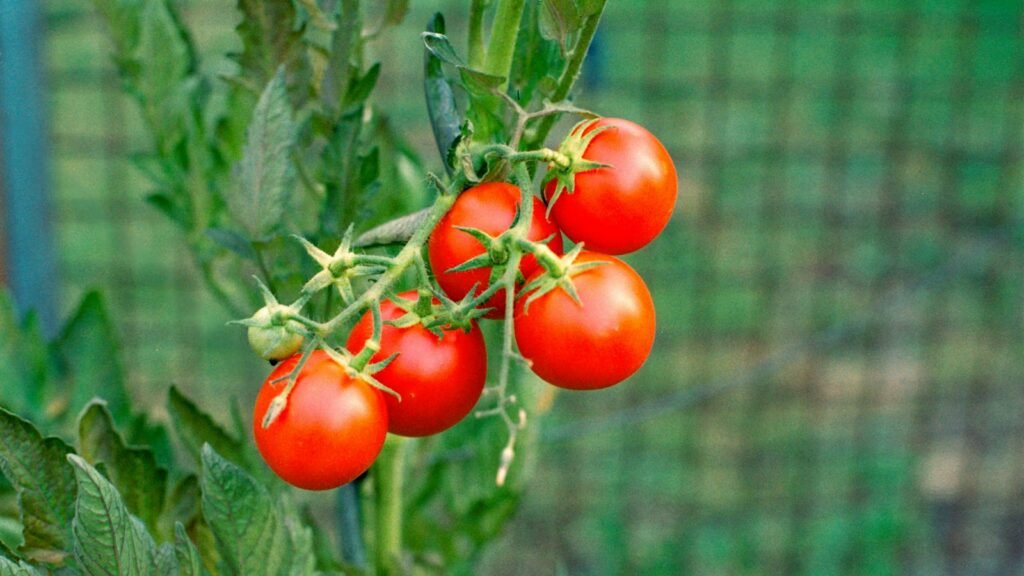 Tutores, soportes y mallas para plantas trepadoras y huerto